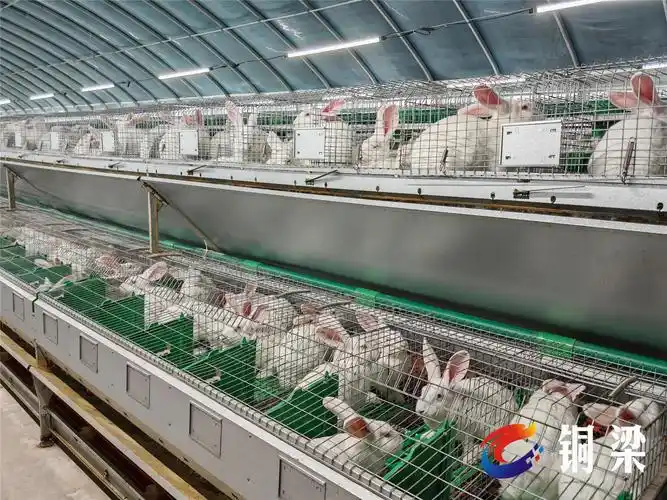 兔管家:科技创新引领 小兔子"蹦"出大产业——铜梁网