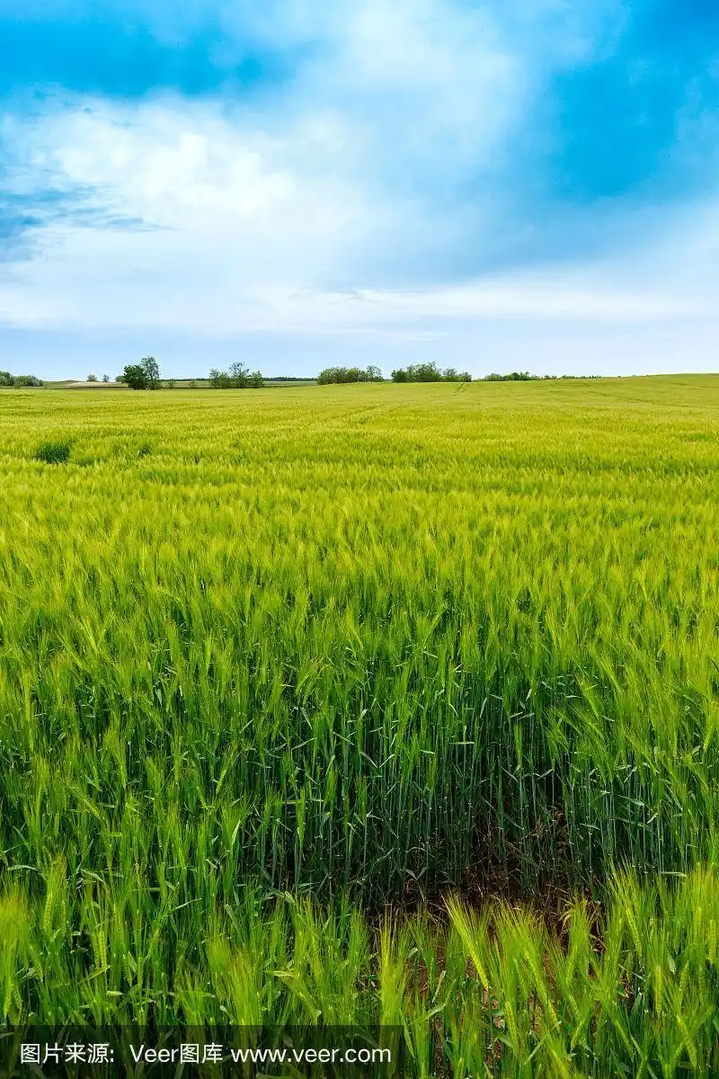 绿色的麦田