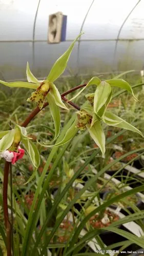 送春双艺,请欣赏-送春篇-中国兰花交易网社区