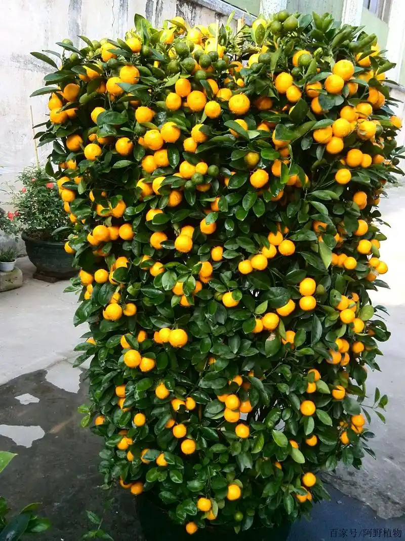 养金桔树盆栽,有"3点"需注意,做好了果子压弯枝,吉祥又富贵
