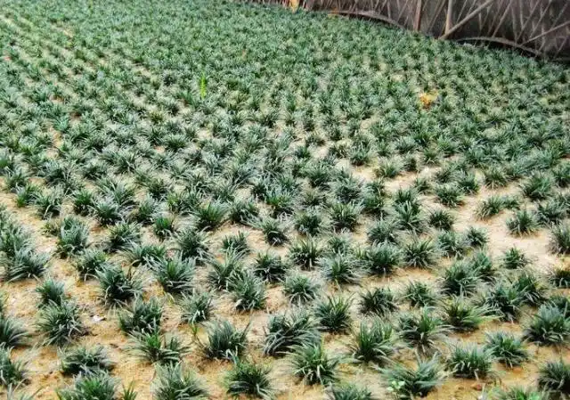 苗圃直销 日本矮麦冬草 地被植物 绿化草皮批发