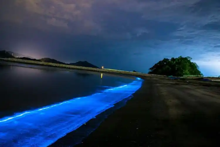 夜光虫形成的藻华在夜间如梦如幻(2015年5月8日,日本福井县)