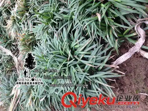 基地直销 地被植物矮麦冬 日本矮叶麦冬 日本矮花麦冬草