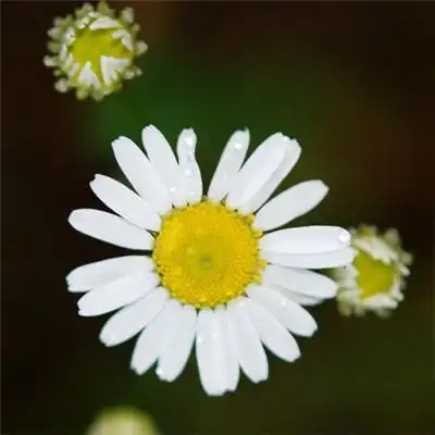 清新花朵头像,好看淡雅小雏菊图片