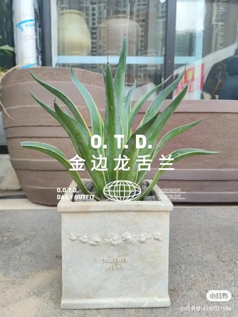 金边龙舌兰‖镶了金边的绿色植物.