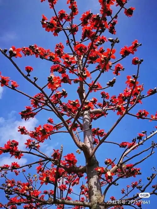 木棉花语学会珍惜