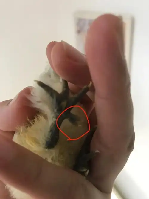 我家小鸡为什么五个脚趾