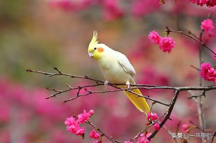 玄凤鹦鹉赏樱花脸蛋花儿相映红