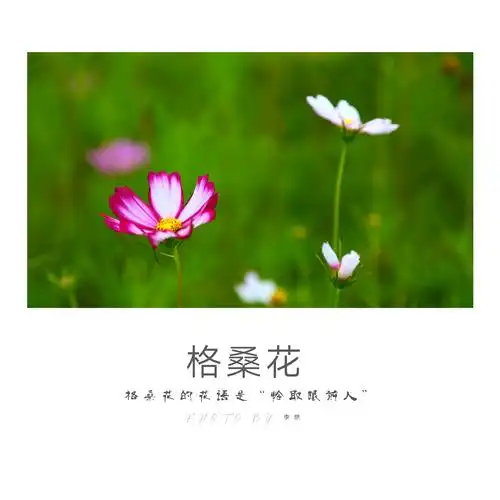 格桑花,寓意是幸福吉祥,花语是幸福美好,是草原上最美的花.