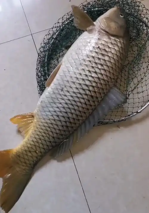 上海大爷在江景房阳台钓到8斤野生大鲤鱼,楼下邻居帮忙抄鱼(3)