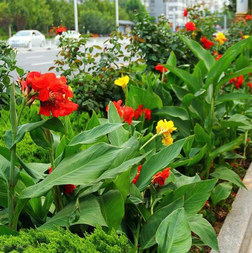 园林绿化苗木美人蕉观花植物盆栽大花美人蕉花多年生宿根草本植物