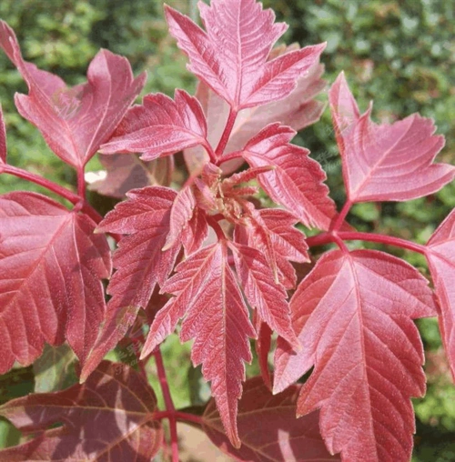 北方苗木红叶复叶槭春季叶色表现