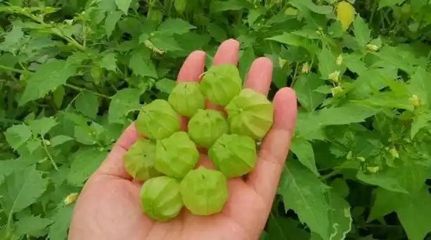 田间地头野生的"灯笼果",果实也能吃,到底有啥好处你了解吗?