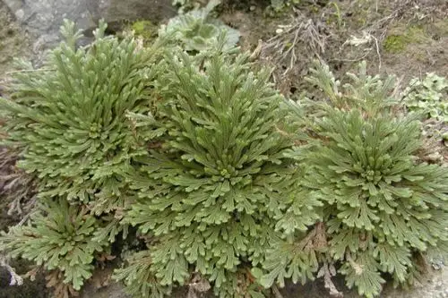 笑树是一种小乔木,能长到7-8米高,树干深… - 堆糖,美图壁纸兴趣社区