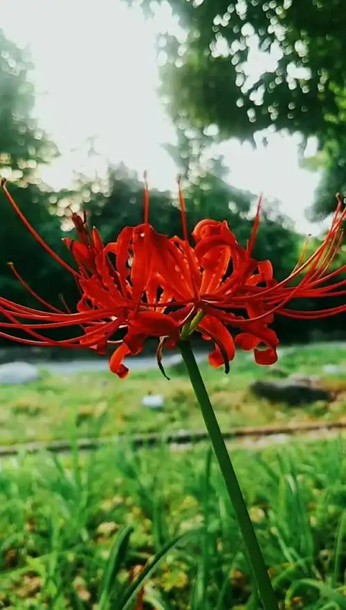 彼岸花,彼岸处,映万重,幽明路.花开叶落无双生,相念相思永不负.