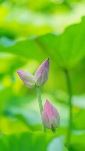 今年济南大明湖里出了一支并蒂莲十万分之一的概率太幸运了寓意好运