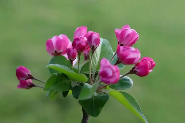 虞河,西府海棠开满树_虞河_海棠