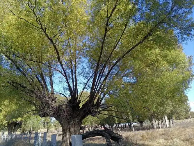 榆林特有的旱柳在神树涧