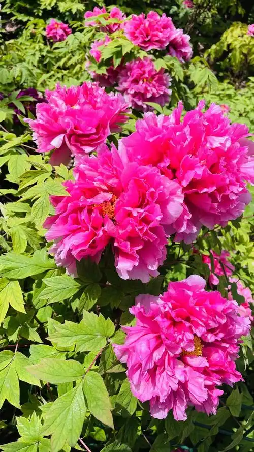 朋友四月去洛阳看牡丹时拍下的