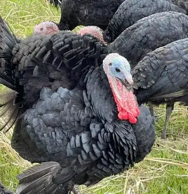 贝蒂娜.火鸡苗场地直供包活包健康.