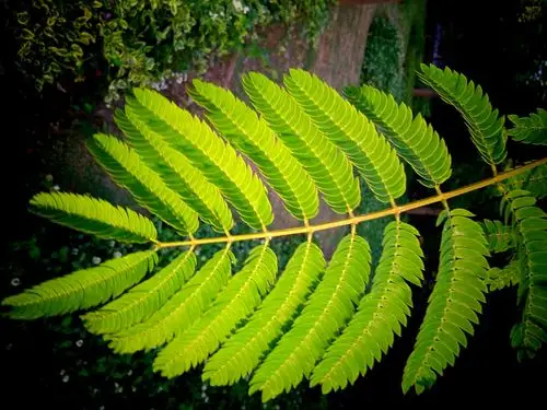 合欢树的叶子也很奇特,每片树叶都有十几片小叶子在叶柄上对生,而每
