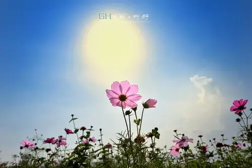 格桑花的阳光 第 1 幅