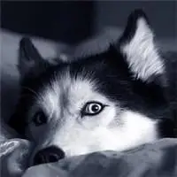 哈士奇图片搞笑头像点击鼠标右键下载