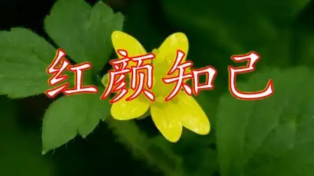 最美一曲《红颜知己》与你相遇, 一生的知己!