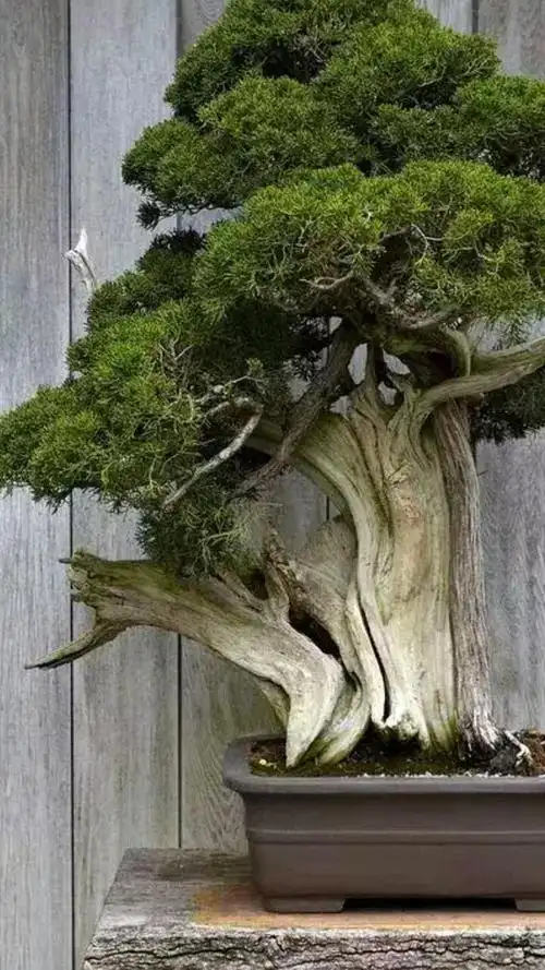 世上最珍贵最美的盆景,据说每盆价值百万,真是太美太漂亮了!