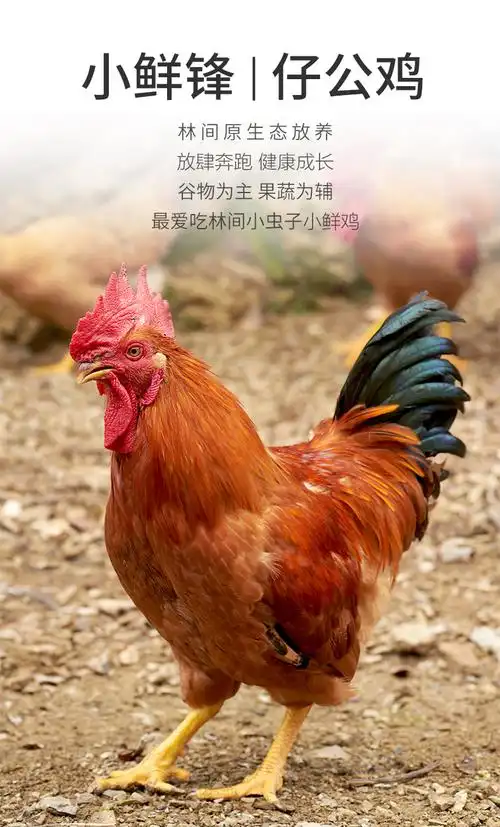 松滋鸡小鲜锋仔公鸡农家散养土公鸡肉整鸡生鲜走地鸡去内脏净重750g1