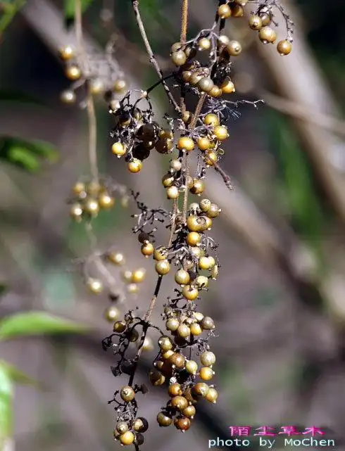 鸡屎藤的果实 - 李金雨 - 李金雨的博客