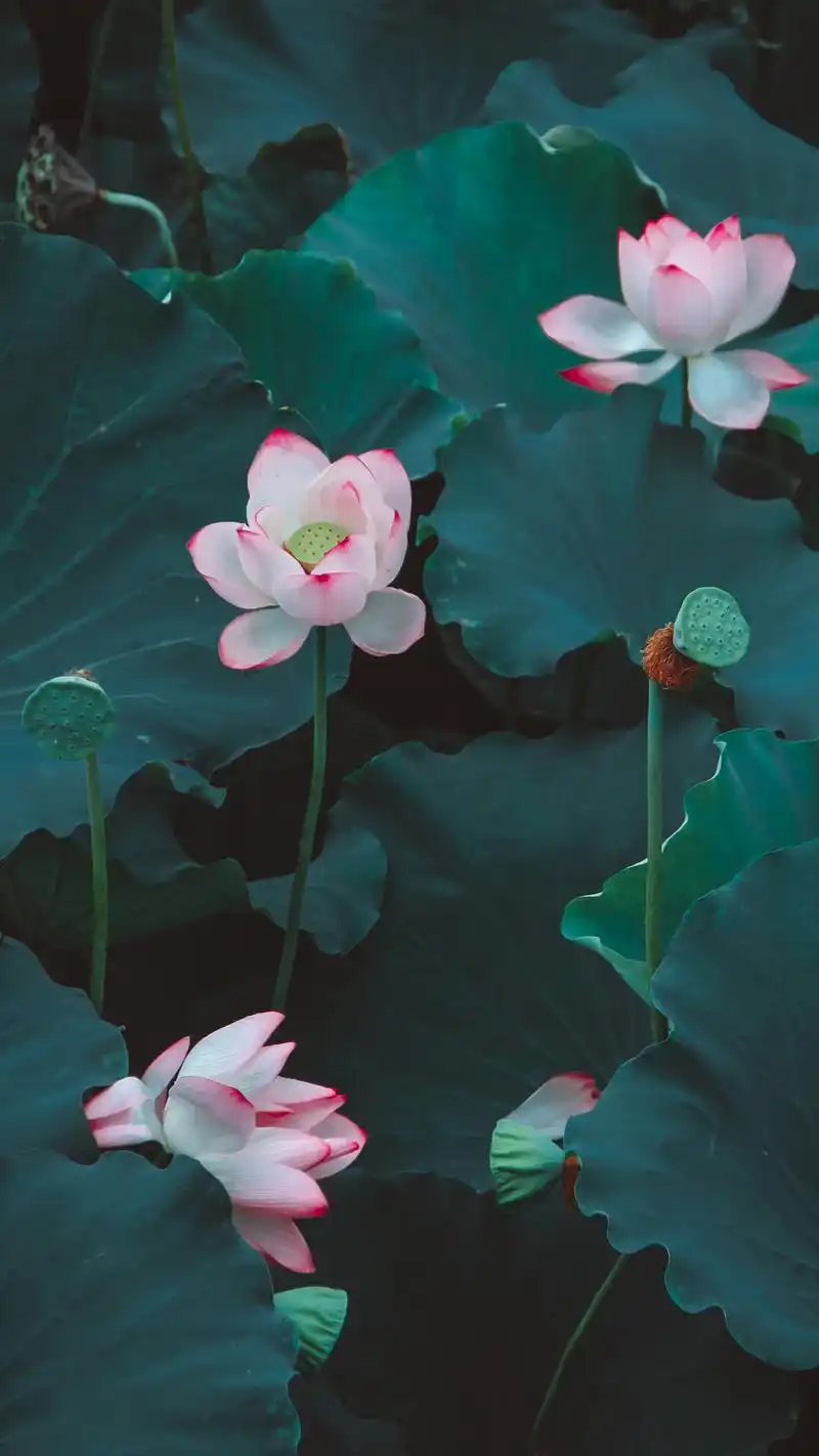 出淤泥而不染,濯清涟而不妖 有像我一样喜欢荷花的吗