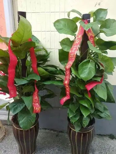 芜湖绿植外送开业发财树外送大绿萝