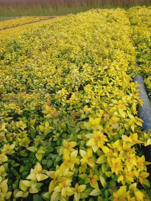 金山绣线菊价格 绣线菊基地