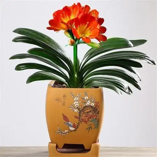 四季君子兰盆栽花苞大盆室内客厅办公桌摆放净化空气时令草本花卉