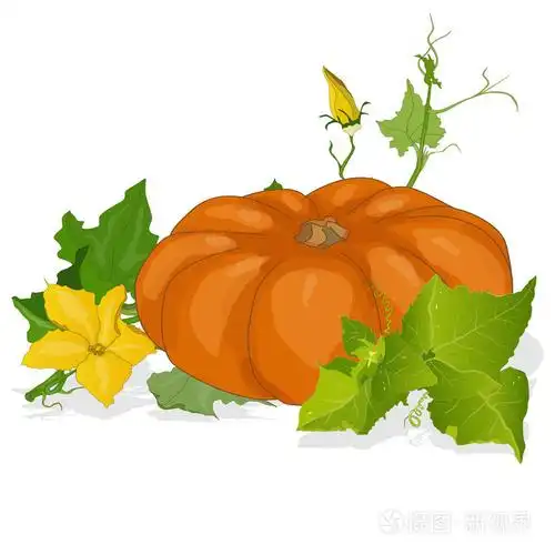 南瓜矢量图插画-正版商用图片0fcn37-摄图新视界