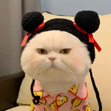 可爱胖猫咪头像高清适合做头像的搞怪猫咪胖猫咪