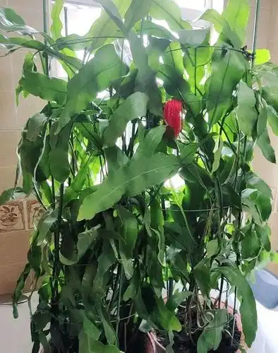 1,一年以上的昙花,如果长势特别茂密,新叶子不断疯长,但就是不开花