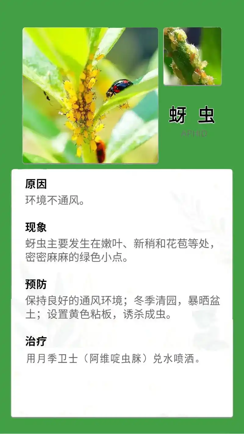 月季花卉绿植患病虫害的病状原因预防和治理.