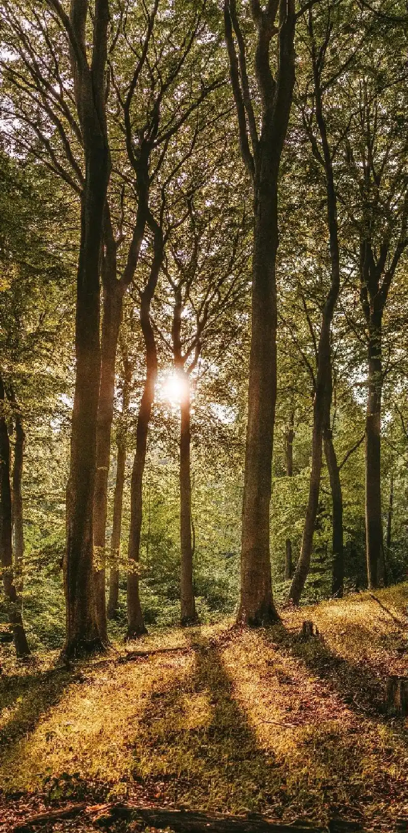 森林美图#治愈系风景 #风景照 #高清壁纸 - 抖音