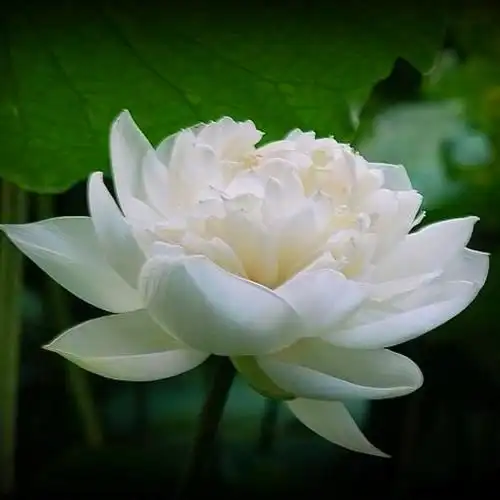 佛系唯美头像图片 高清好看能做微信头像的禅意图片_微信头像_头像屋