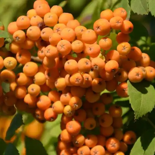 新的一天,这么美,花楸树黄色的小果子很漂亮