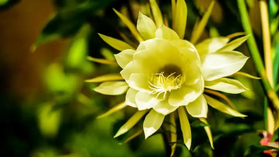 美丽的昙花图片高清宽屏壁纸