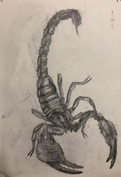 《素描写生·昆虫》