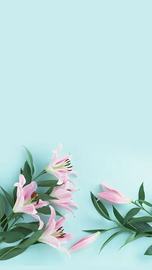 小清新百合花h5背景