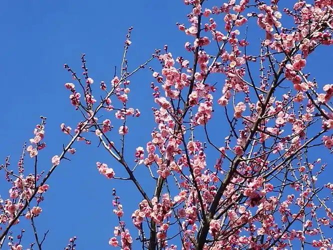 大自然的魅力——梅花