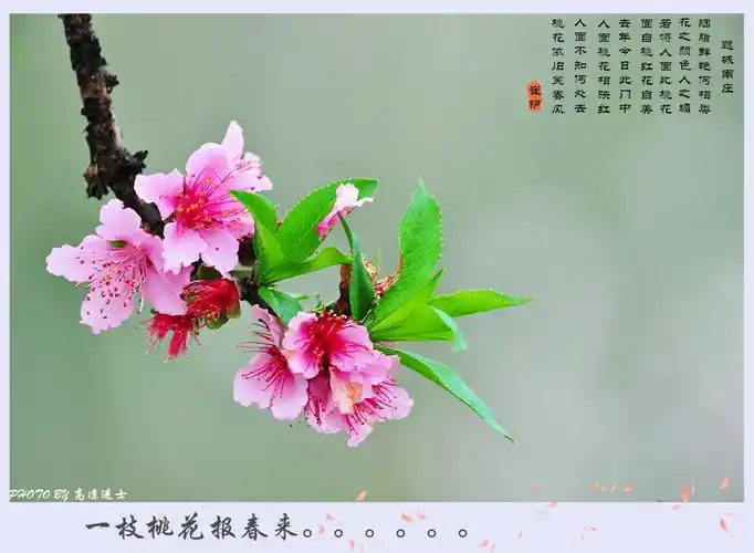一枝桃花报春来.