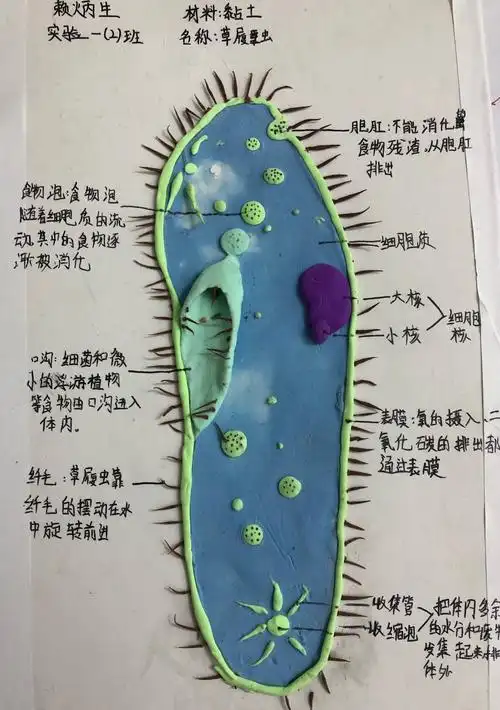 初一实验班生物模型制作大赛获奖公示