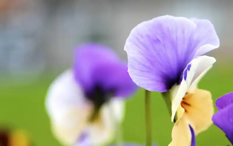 (41)最近更新春天桃花风景桌面壁纸热度 (29)春天苹果树粉红色的花