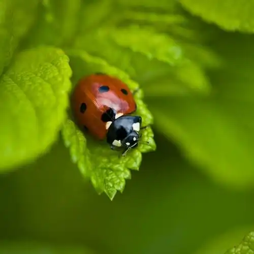 精选唯美可爱七星瓢虫高清壁纸分享